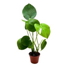 Monstera Deliciosa, 4 inch Split-Leaf Philo, Original Swiss Cheese Philodendron,