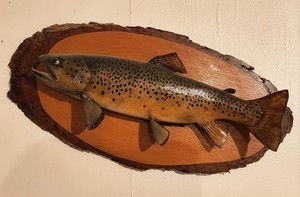 Trout Fish Taxidermy Wall Mount on Wooden Plaque