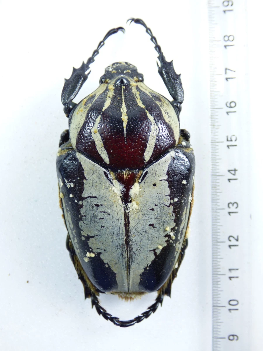 Goliathus Beetle for sale | eBay