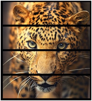 Wallario Aufkleber Möbelfolie Ikea Malm 4 Schub Leopard Nahaufnahme beim Laufen