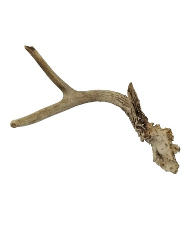 for dogs gnawtlers antlers