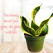 twisted sansevieria plant. snake plant in 6" pot, potted plants, house plants