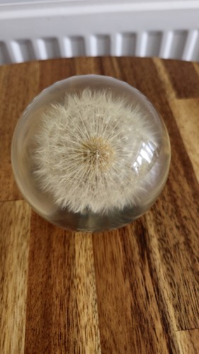 Früher Hafod Grange walisischer Plexiglas Pusteblume Briefbeschwerer grau Blume Symbol - Bild 2 von 12