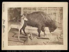 ALEX MARTIN Large Antique Photo Museum Taxidermy Colorado Photographer Rare