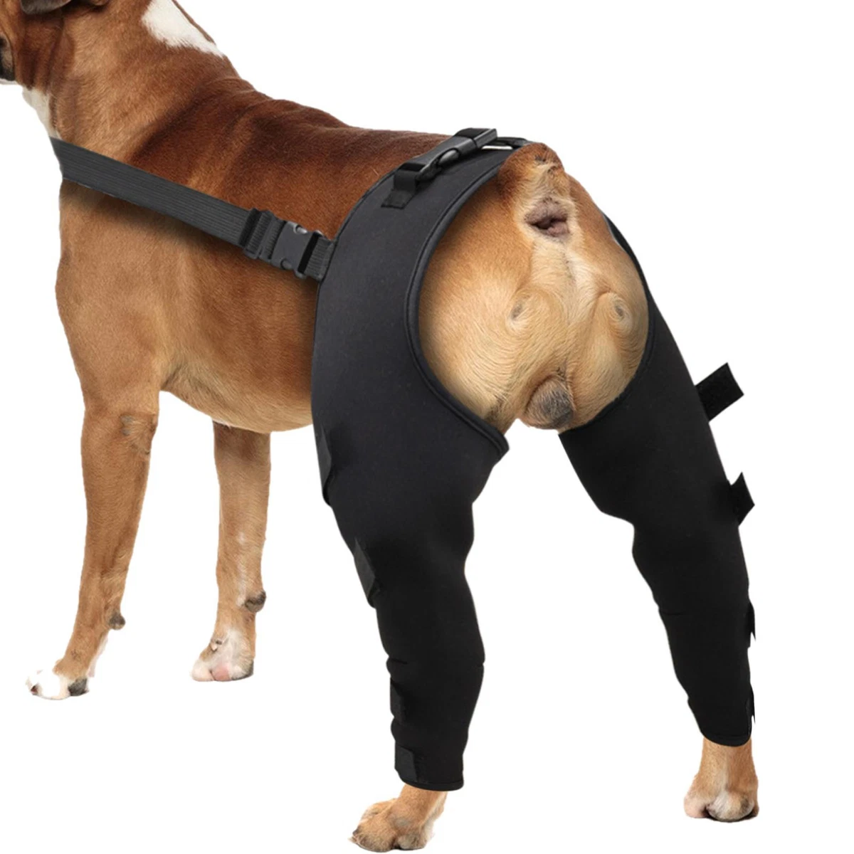 Dog hip brace australia cheap