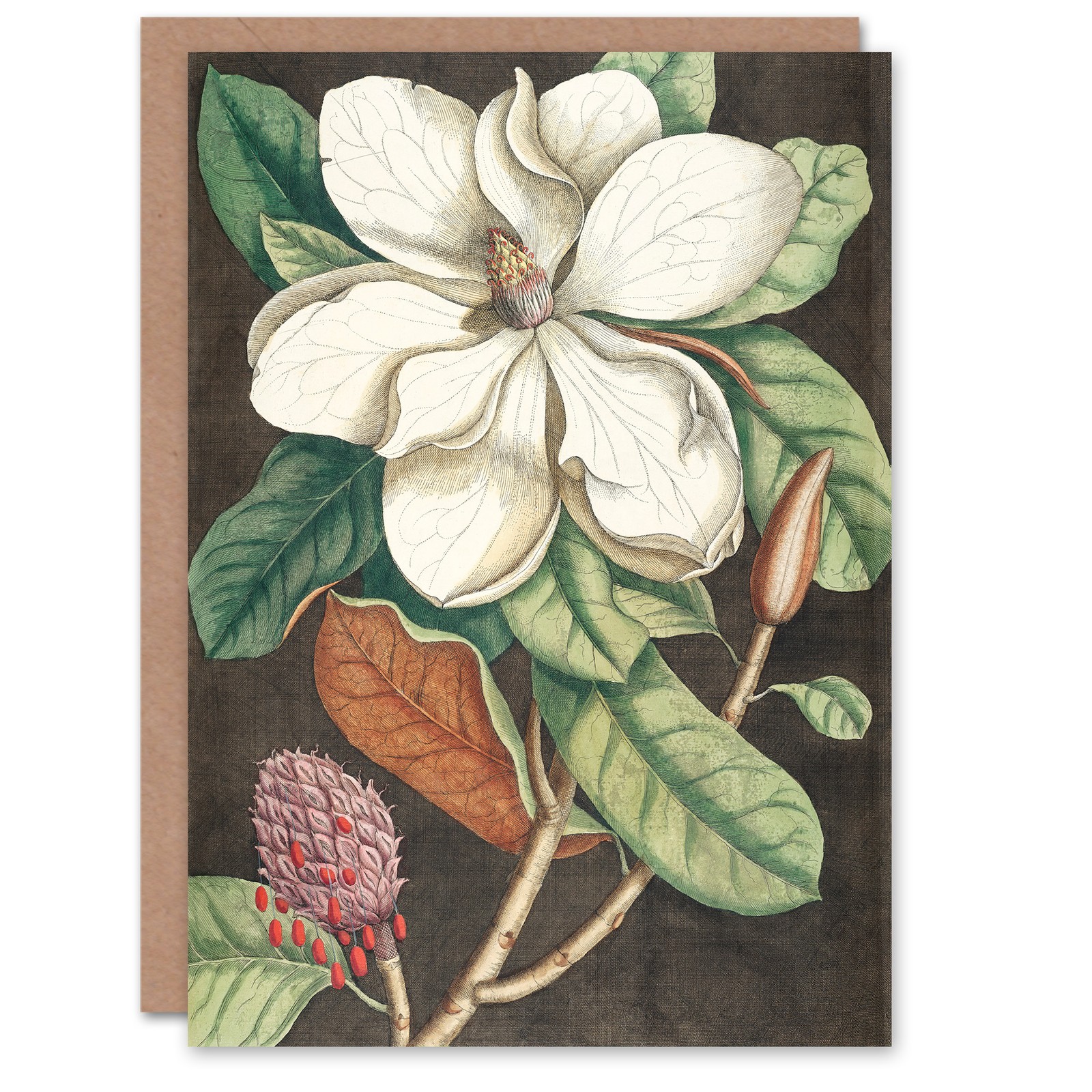 Catesby Art Card Altissima Flower Laurel Tree Magnolia Blank Greeting Card