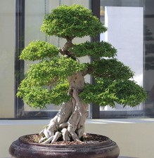 Pflanzen-Samen vom JASMIN - wunderschöner Zimmer-Baum, auch als Bonsai ziehbar