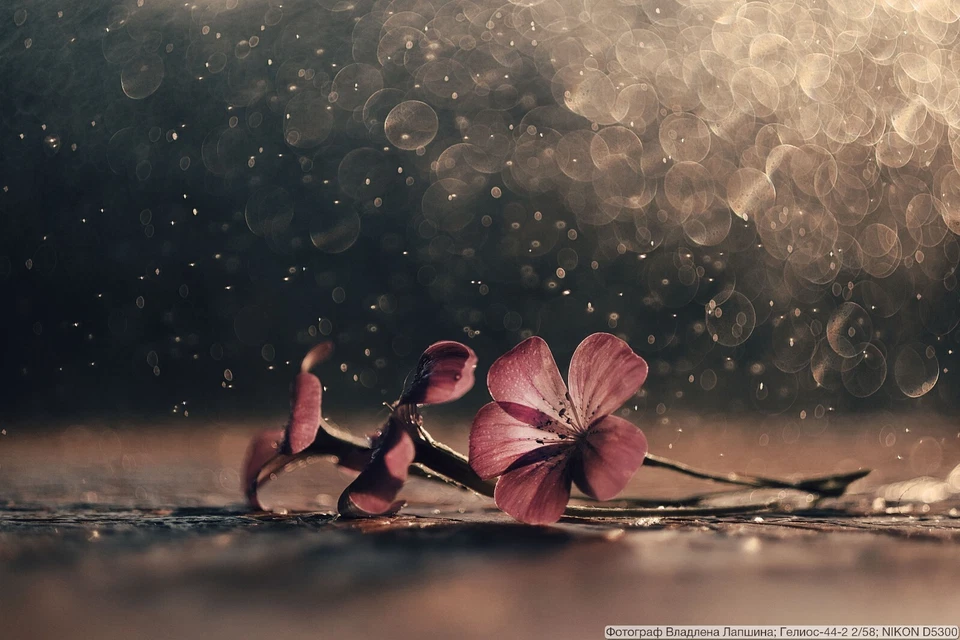 Trioplan modified for Helios 44M-4 2/58MM Soviet lens SRL mount М42 - Image 2 of 4