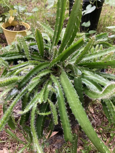X6 Dragonfruit Plants  (American Beauty) READY2PLANT/x3GrowthSpeed/FREE SHIPPING