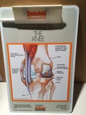 RARE, Vintage Dolobid Knee Clip Board Shows bones. cartilege, tendons