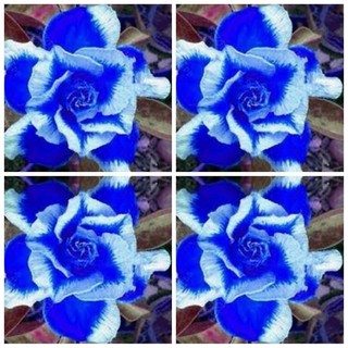 Blue Ice Desert Rose Seeds Adenium Obesum Plant Flower Seed Free Australia Post