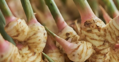 #ad Fresh Picked Galangal Root Rhizome Thai Ginger Alpinia Galanga 1 Pound 454g $18.00