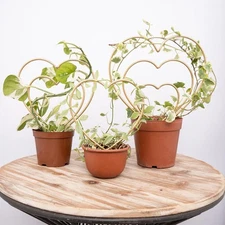 Indoor Plant Trellis Set of 3 - Mini Gold Heart-Shaped Frames for Climbing House