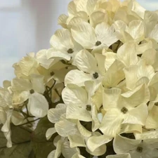 21" Artificial Cream Hydrangea Decorative Floral Bush
