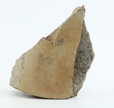 Tyrannosaurus rex T Rex Fossil Femur pc Hell Creek South Dakota SD COA 6651