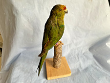 TAXIDERMY YELLOW FRONTED KAKARIKI PARROT BIRD