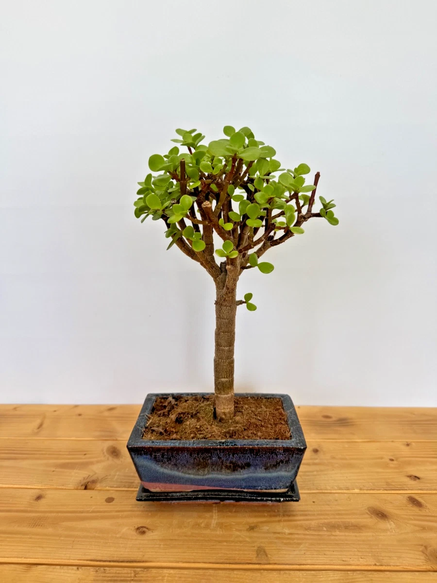 Jadebaum Bonsai online kaufen | eBay.de
