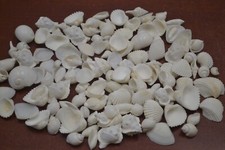 500 PCS BULK ASSORT SMALL WHITE SEA SHELL BEACH WEDDING DECOR 3 LBS