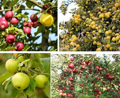 Apfelbaum Stecklinge Set winterharte Pflanzen Blumen für den Garten