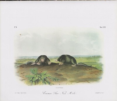 Audubon 1989 Vintage ''Common Star Nose MOLE'' Awesome Mammal Color Lithograph