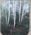Balsam Fir Under Paper Birch Trees, Maine, c1930's Magic Lantern Glass Slide