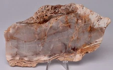 MICROBIAL MAT, Dresser Fmt, Stromatolite, North Pole Dome 90g, S725