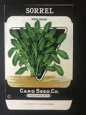 1920s  Litho Antique Vintage Card Seed Co Packet Pack Sorrel Sour Grass Unused