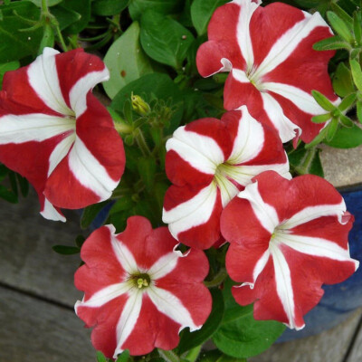 Petunia seёds, 5000 seёds, Petunia Starfall, Petunia bulk, heirloom -750+TRACK  
