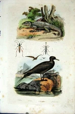 Original Old Antique Print 1839 H/C Natural History *670 Lizard & Sea Bird 19th