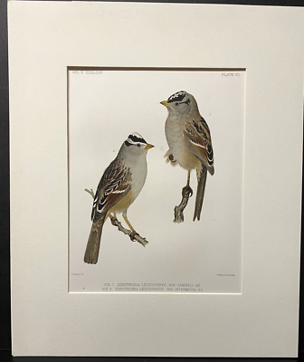 鳥の標本 Orig. Bird Art - Chromolithograph by J.L. Ridgway, c1875, White