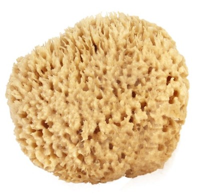 Sea Wool Sponge 6-7'' (X-Large) by Natural Renewable Resource Esponja for Body...