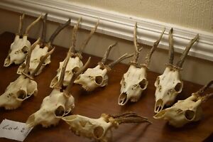 10 x  Roe Deer Antlers on Skull NATURAL Taxidermy collection HOME WALL DECOR