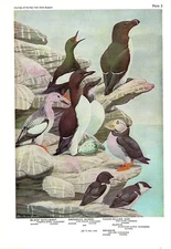1936 Vintage FUERTES BIRDS #3 "PUFFIN, AUK, DOVEKIE" Color Art Plate Lithograph