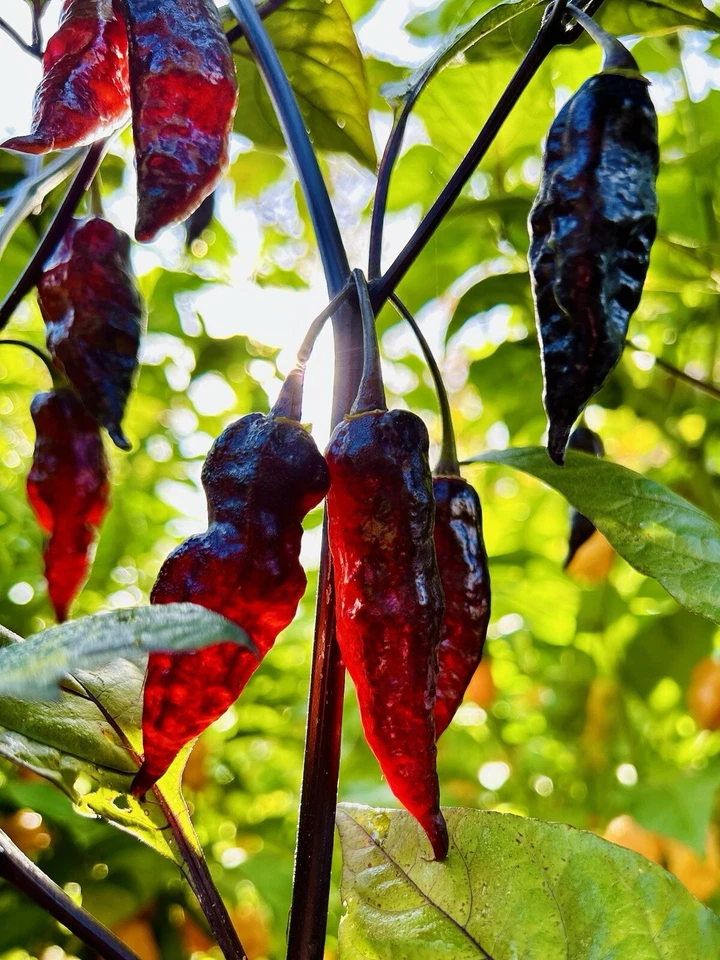20% OFF VALUE BUNDLE, 12 organic hot pepper varieties, hot pepper seeds - Image 2 of 4
