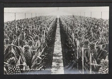 BRAZIL 95-Plantações de Ananazes (Real Photo (RPPC)