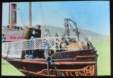 ZIEGEN AUF DEM SKJOLD DAMPFER NORWEGEN 1907 Magisches Laternendia ANTIKE FOTOGRAFIE