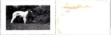 1948-1949 Borzoi Dog Breed Dog Posing Next To Owner vintage Found Photo V3869