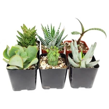 Weirdo Succulent Pack | Set of 2/4/6/8/10 Unique Succulent Plants