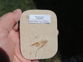 fossile Heuschrecke Orthoptera sp. aus Nova Olinda Ceara in Brasilien