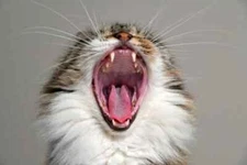 Digital Image Picture Photo Pic Wallpaper Cute Yawning Cat 77