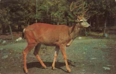 Postcard Ten Point Buck Deer Wildlife