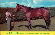 Vintage Nashua Horse Postcard Winner Belmont Stakes & Preakness
