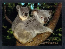 F1971 Australia Animals V Korumburra greetings Koalas NCV postcard