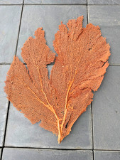 Gro&szlig;e echte F&auml;cherkoralle / Gorgonie, orange-rot, ca. 50 cm, maritime Deko, Natu