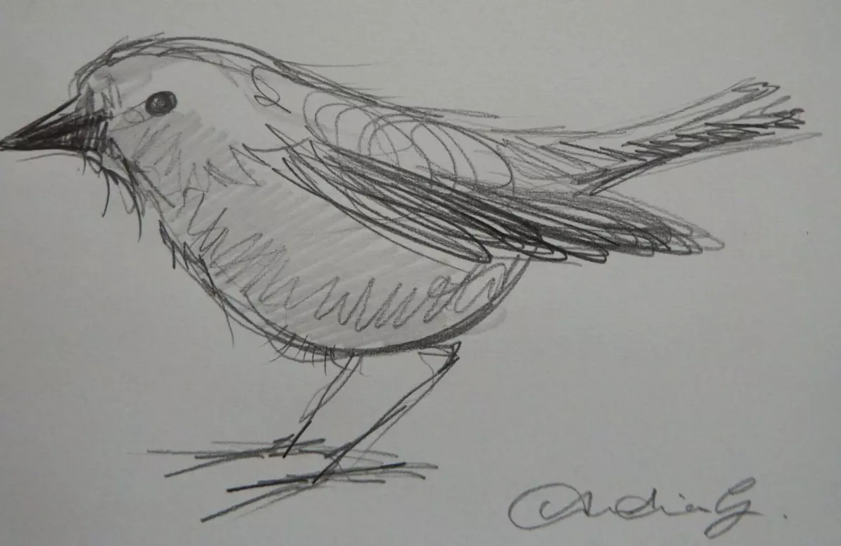 Jay Bird Drawing Realistic - Drawing Skill