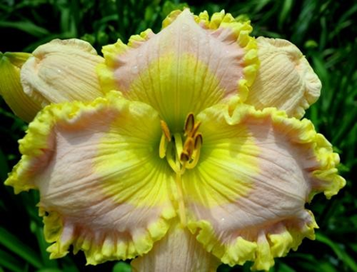 #ad Daylily ADMIRAL#x27;S BLUSH Beautiful Rebloomer Daylilies Plant $24.99