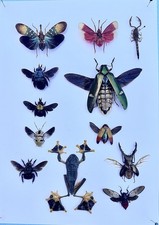 An Assortment of insects, Amphibian for framing & domes. Great Price