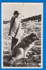 Guarda, portuguese Serra da Estrela dog with ...