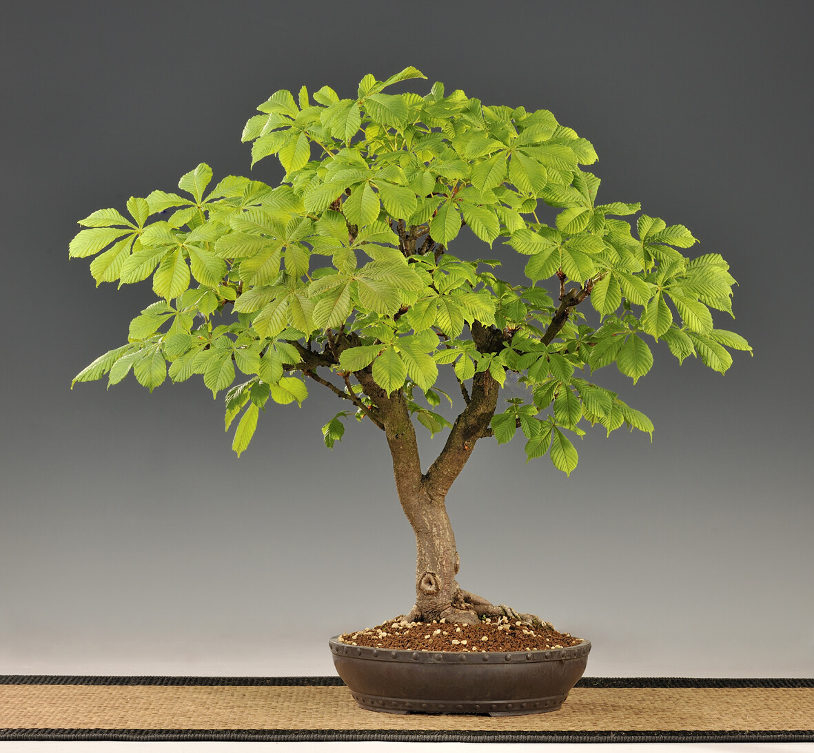 5 X Gewhnliche Rosskastanie Aesculus hippocastanum lebendig Pre Bonsai Baum  DE | eBay.de