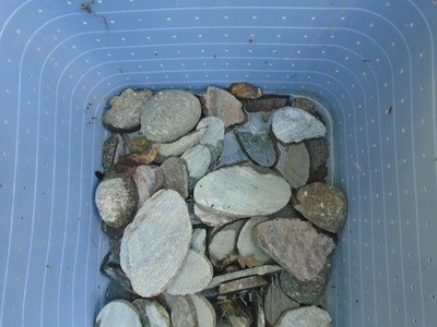 5 Pfund Auswahl Cornish Serpentin für Lapidar